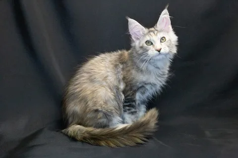 Cleopatra — кошеня мейн-кун, чорна черепахова срібний мармуровий, розплідник UkrFenix, Київ — фото 24