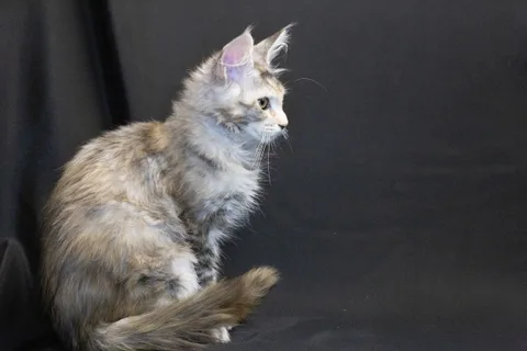 Cleopatra — кошеня мейн-кун, чорна черепахова срібний мармуровий, розплідник UkrFenix, Київ — фото 25