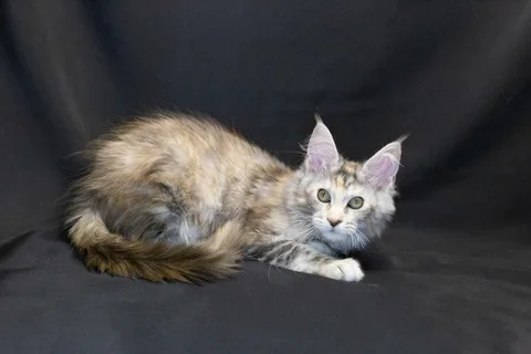 Cleopatra — кошеня мейн-кун, чорна черепахова срібний мармуровий, розплідник UkrFenix, Київ — фото 26