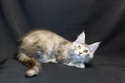 Cleopatra — кошеня мейн-кун, чорна черепахова срібний мармуровий, розплідник UkrFenix, Київ — фото 27