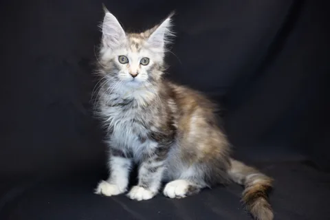 Cleopatra — кошеня мейн-кун, чорна черепахова срібний мармуровий, розплідник UkrFenix, Київ — фото 28