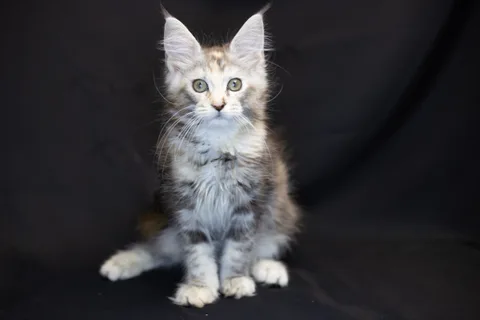 Cleopatra — кошеня мейн-кун, чорна черепахова срібний мармуровий, розплідник UkrFenix, Київ — фото 29