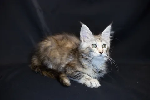 Cleopatra — кошеня мейн-кун, чорна черепахова срібний мармуровий, розплідник UkrFenix, Київ — фото 31