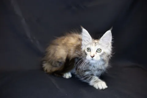 Cleopatra — кошеня мейн-кун, чорна черепахова срібний мармуровий, розплідник UkrFenix, Київ — фото 32