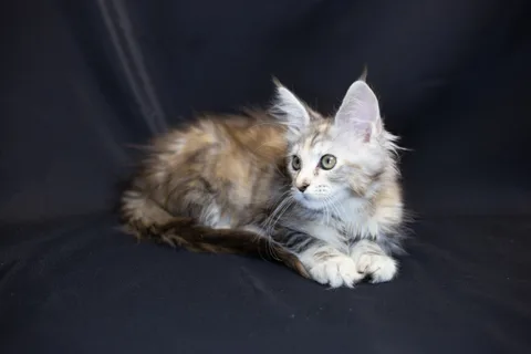 Cleopatra — кошеня мейн-кун, чорна черепахова срібний мармуровий, розплідник UkrFenix, Київ — фото 33