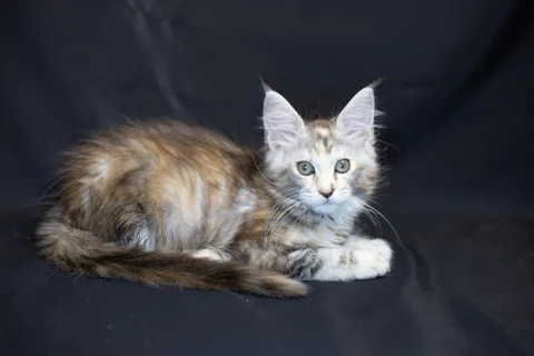 Cleopatra — кошеня мейн-кун, чорна черепахова срібний мармуровий, розплідник UkrFenix, Київ — фото 34