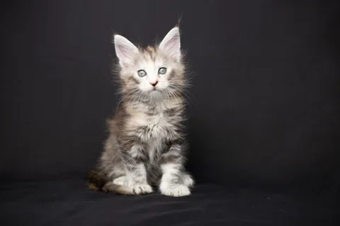 Cleopatra — кошеня мейн-кун, чорна черепахова срібний мармуровий, розплідник UkrFenix, Київ — фото 35