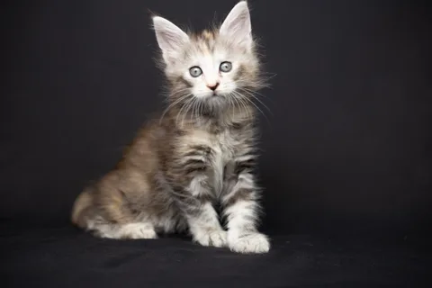 Cleopatra — кошеня мейн-кун, чорна черепахова срібний мармуровий, розплідник UkrFenix, Київ — фото 36