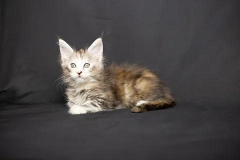 Cleopatra — кошеня мейн-кун, чорна черепахова срібний мармуровий, розплідник UkrFenix, Київ — фото 38