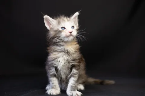 Cleopatra — кошеня мейн-кун, чорна черепахова срібний мармуровий, розплідник UkrFenix, Київ — фото 46