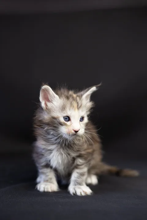 Cleopatra — кошеня мейн-кун, чорна черепахова срібний мармуровий, розплідник UkrFenix, Київ — фото 47