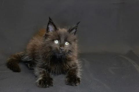 Bagheera — кошеня мейн-кун, чорний, розплідник UkrFenix, Київ — фото 1