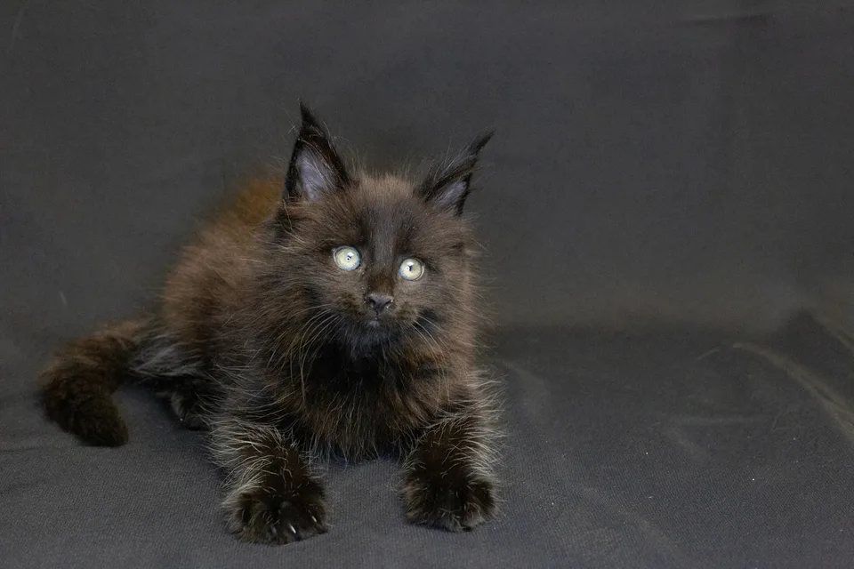 Bagheera — чорний