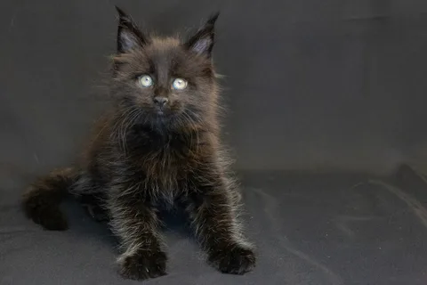 Bagheera — кошеня мейн-кун, чорний, розплідник UkrFenix, Київ — фото 2