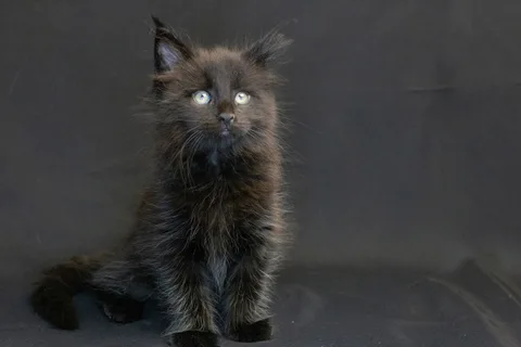 Bagheera — кошеня мейн-кун, чорний, розплідник UkrFenix, Київ — фото 3