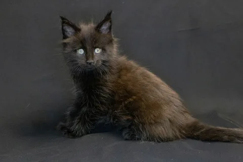 Bagheera — кошеня мейн-кун, чорний, розплідник UkrFenix, Київ — фото 4