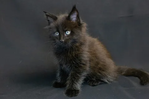 Bagheera — кошеня мейн-кун, чорний, розплідник UkrFenix, Київ — фото 5