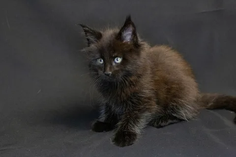 Bagheera — кошеня мейн-кун, чорний, розплідник UkrFenix, Київ — фото 6