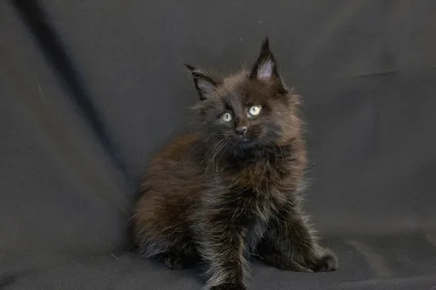 Bagheera — кошеня мейн-кун, чорний, розплідник UkrFenix, Київ — фото 7