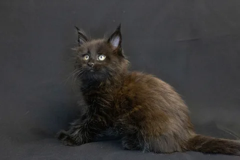 Bagheera — кошеня мейн-кун, чорний, розплідник UkrFenix, Київ — фото 8