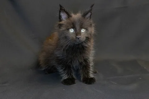 Bagheera — кошеня мейн-кун, чорний, розплідник UkrFenix, Київ — фото 9