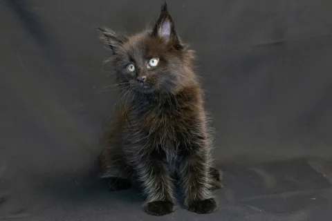 Bagheera — кошеня мейн-кун, чорний, розплідник UkrFenix, Київ — фото 10