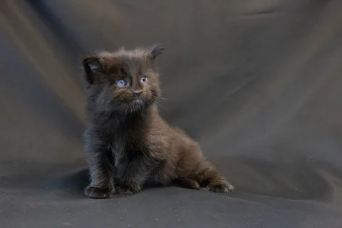 Bagheera — кошеня мейн-кун, чорний, розплідник UkrFenix, Київ — фото 11