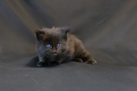 Bagheera — кошеня мейн-кун, чорний, розплідник UkrFenix, Київ — фото 12