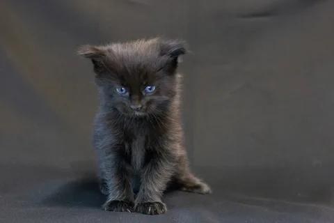 Bagheera — кошеня мейн-кун, чорний, розплідник UkrFenix, Київ — фото 13