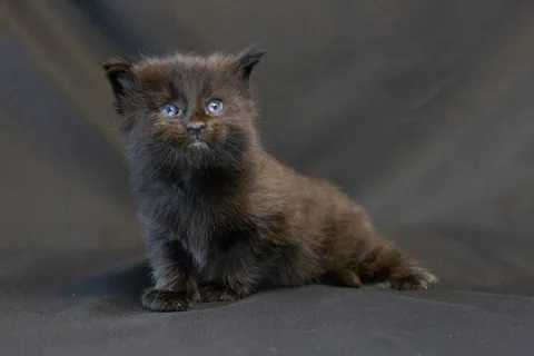 Bagheera — кошеня мейн-кун, чорний, розплідник UkrFenix, Київ — фото 14