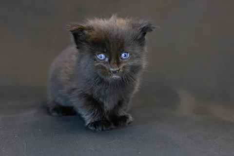 Bagheera — кошеня мейн-кун, чорний, розплідник UkrFenix, Київ — фото 15