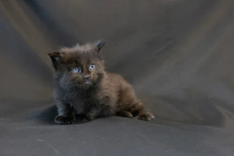 Bagheera — кошеня мейн-кун, чорний, розплідник UkrFenix, Київ — фото 16