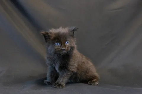 Bagheera — кошеня мейн-кун, чорний, розплідник UkrFenix, Київ — фото 17