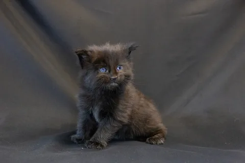 Bagheera — кошеня мейн-кун, чорний, розплідник UkrFenix, Київ — фото 18
