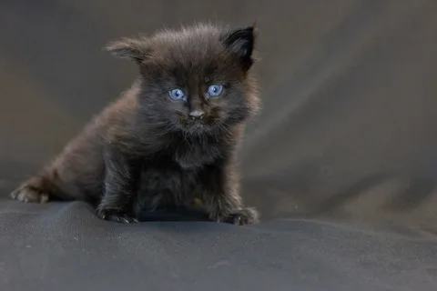 Baloo — кошеня мейн-кун, чорний з білим, розплідник UkrFenix, Київ — фото 1