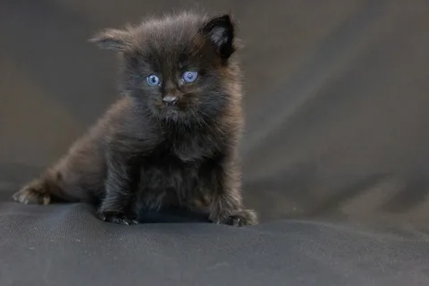 Baloo — кошеня мейн-кун, чорний з білим, розплідник UkrFenix, Київ — фото 2