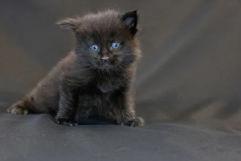 Baloo — кошеня мейн-кун, чорний з білим, розплідник UkrFenix, Київ — фото 3