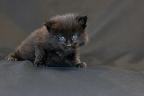 Baloo — кошеня мейн-кун, чорний з білим, розплідник UkrFenix, Київ — фото 4