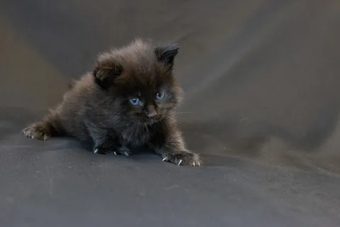 Baloo — кошеня мейн-кун, чорний з білим, розплідник UkrFenix, Київ — фото 6