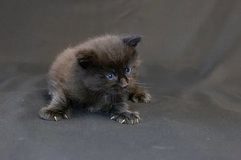 Baloo — кошеня мейн-кун, чорний з білим, розплідник UkrFenix, Київ — фото 7