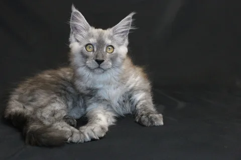 Barbie — кошеня мейн-кун, чорний димчастий, розплідник UkrFenix, Київ — фото 20