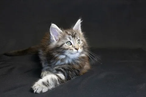 Bonnie — кошеня мейн-кун, чорний срібний мармуровий, розплідник UkrFenix, Київ — фото 1