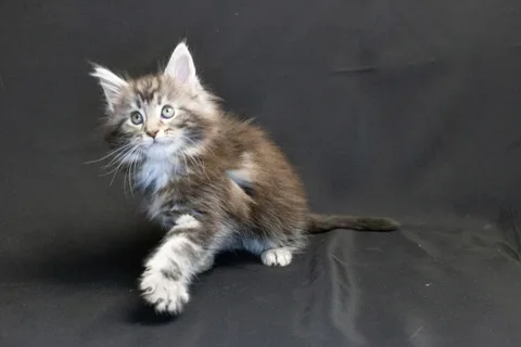 Bonnie — кошеня мейн-кун, чорний срібний мармуровий, розплідник UkrFenix, Київ — фото 2
