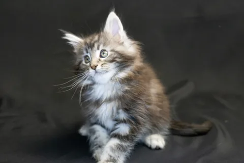 Bonnie — кошеня мейн-кун, чорний срібний мармуровий, розплідник UkrFenix, Київ — фото 3