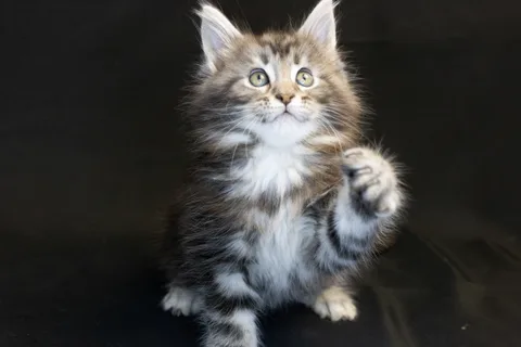 Bonnie — кошеня мейн-кун, чорний срібний мармуровий, розплідник UkrFenix, Київ — фото 4