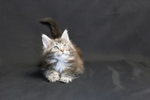 Bonnie — кошеня мейн-кун, чорний срібний мармуровий, розплідник UkrFenix, Київ — фото 5