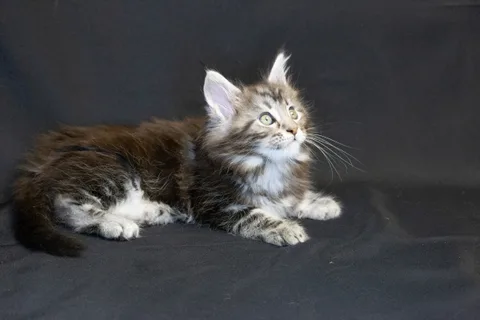 Bonnie — кошеня мейн-кун, чорний срібний мармуровий, розплідник UkrFenix, Київ — фото 6