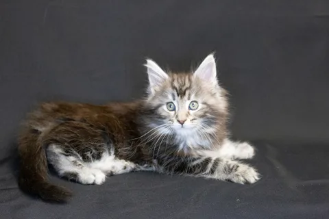 Bonnie — кошеня мейн-кун, чорний срібний мармуровий, розплідник UkrFenix, Київ — фото 7