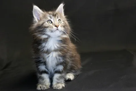 Bonnie — кошеня мейн-кун, чорний срібний мармуровий, розплідник UkrFenix, Київ — фото 8