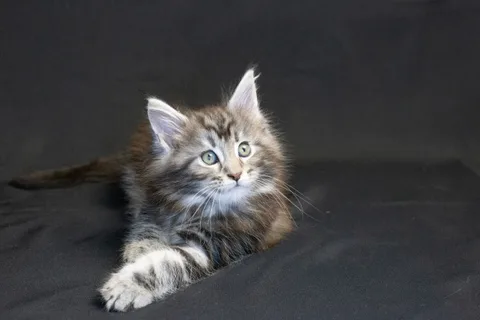 Bonnie — кошеня мейн-кун, чорний срібний мармуровий, розплідник UkrFenix, Київ — фото 9